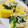 ayansh का कुकस्नैप जब उन्होंने खमन ढोकला (khaman dhokla recipe in Hindi) बनाया था।