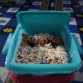 Cooksnap dari Lia Andriani untuk resep Pisang Goreng Bandung (Coklat Keju Crispy)