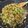 Arnaldo's cooksnap of when they made Prawn and Veggie Fried Rice.