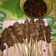 Cooksnap dari Atika Nurjannah untuk resep Sate Maranggi khas Purwakarta #PR_HomeMadeStreetFood