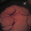 Mercedes Moreno's cooksnap of when they made Easy peanut butter cookies.