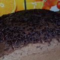 Cooksnap dari Amie Amandha untuk resep Bolu nutrijell coklat