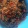 Cooksnap dari we gi untuk resep DENDENG SAPI BALADO ala Pemula
