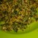 Cooksnap dari virly untuk resep Urap Sayuran (daun pepaya,kangkung,tauge)