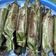 Cooksnap dari Eni Prastadi untuk resep Nasi Bakar Tongkol