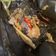 Cooksnap dari Tya Aja untuk resep Pepes Ikan Mas