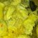Cooksnap dari Fitri Sulastri untuk resep Kari ayam kampung