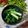Cooksnap dari Rhee untuk resep Sawi Pagoda