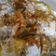 शशि केसरी का कुकस्नैप जब उन्होंने तवे कि शकरकंद चाट(tawe ki sharkand chaat recipe in hindi) बनाया था।