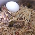 Sasipriya ragounadin's cooksnap of when they made மட்டன் பிரியாணி.