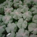 Cooksnap dari Venny Budiman untuk resep Bolu kukus mekar tanpa soda ala mommy rafa