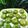 Cooksnap dari Ika Alya untuk resep Kue lumpang/kue ijo (tips pembuatannya)