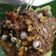 Cooksnap dari Lia Agustin untuk resep Sate Kikil Bumbu Kacang