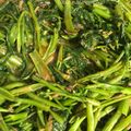 Cooksnap Dapur Yusfarisyia semasa beliau membuat Kangkung masak belacan.