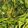 Cooksnap Dapur Yusfarisyia semasa beliau membuat Kangkung masak belacan.