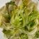 闕琪琪 的 清炒高麗菜 cooksnap