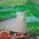 Cooksnap dari Dina Agustina untuk resep Puding Lumut Tanpa Air Pandan