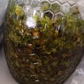 El cooksnap de EFIGENIA cuando hizo Chimichurri.