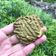 Cooksnap dari makayla untuk resep Matcha Almond Cookies -Keto