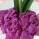Cooksnap dari fitriasiip_kitchen untuk resep Es Cream Buah Naga