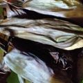 Cooksnap dari rhie untuk resep Otak-otak Tengiri kukus bakar