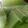 Cooksnap dari Fatima Zahra untuk resep Lapis sagu pandan (pepe sagu) #pr_lapistradisional