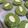Cooksnap dari Baking With 'Otang' untuk resep Matcha Cookie