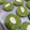 Cooksnap dari Baking With 'Otang' untuk resep Matcha Cookie