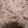 Susan Melton's cooksnap of when they made Beef Stroganoff.