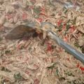 Cooksnap dari Ika Indriyani untuk resep Nasi kucing ayam