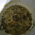 Cooksnap dari Heny Umiati Aiba untuk resep Sayur Bangun-Bangun/Daun Jinten