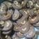 Cooksnap dari Lilik Handayani untuk resep Kue kering coklat mede