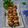 Cooksnap dari Tuti Adji untuk resep Saus Takoyaki