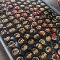 Cooksnap dari Memeliong untuk resep 586. Bolu Kering Ekonomis