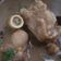 Cooksnap Bella Eusof semasa beliau membuat Sup Gearbox Ala Thai.