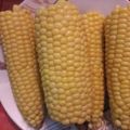 صورة من طـبخآت يآسـمـين🌹🌷، شاركها بعد تجربة وصفة العرنوص (ذرة مسلوقة)😗