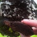 Cooksnap dari Oky Adinda untuk resep Brownis Kukus Chocolatos