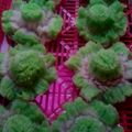 Cooksnap dari Damay May untuk resep Bikang mawar cantik