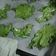 El cooksnap de Paula Andrea Boscaroli cuando hizo Kale chips.