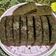 Cooksnap dari Rasya amyda untuk resep Bolu panggang chocolatos
