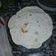 El cooksnap de celeste zanni cuando hizo Masa para tacos (rapiditas).