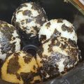 Cooksnap dari Monica Felicia untuk resep 08. Bekal padat kalori Bola Nasi Nori isi Tuna Keju lapis Telur