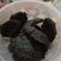 Cooksnap dari Mommy IYELL untuk resep Brownies cookies