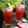 Kinkini Biswas's cooksnap of when they made ওয়াটার মেলন মোহিত (Watermelon Mojito Recipe in Bengali).