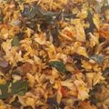 Cooksnap dari Mama Gavin untuk resep Tongkol Suir Kemangi