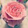 Cooksnap của Nguyễn Thuỵ Chi Anh khi họ làm theo món Cupcake Vani Màu Hường cho Valentine's Day