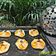 Neeti Patel's cooksnap of when they made વેજ જિંગી પાર્સલ (veg zinging parcel recipe in gujarati).