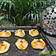 Neeti Patel's cooksnap of when they made વેજ જિંગી પાર્સલ (veg zinging parcel recipe in gujarati).