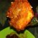 Cooksnap dari Lisna untuk resep Ayam richeese saos fire & keju