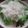 Cooksnap dari Umi wachidah untuk resep Klepon (tanpa air kapur sirih)
